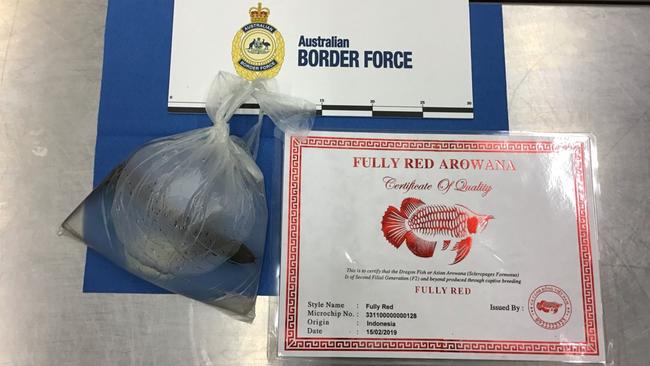 The man was arrested at Adelaide Airport for allegedly trying to smuggle an endangered fish around his neck. Pic: Australian Border Force