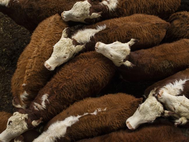 NEWS: Wodonga store cattle salesWodonga store cattle sales. Generic cattle photos. Beef. Saleyards.Pictured: Generic cattle. Hereford.PICTURE: ZOE PHILLIPS