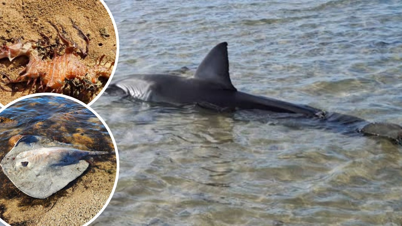 Sting ray attacks, beached sharks: What’s going on in SA’s oceans?