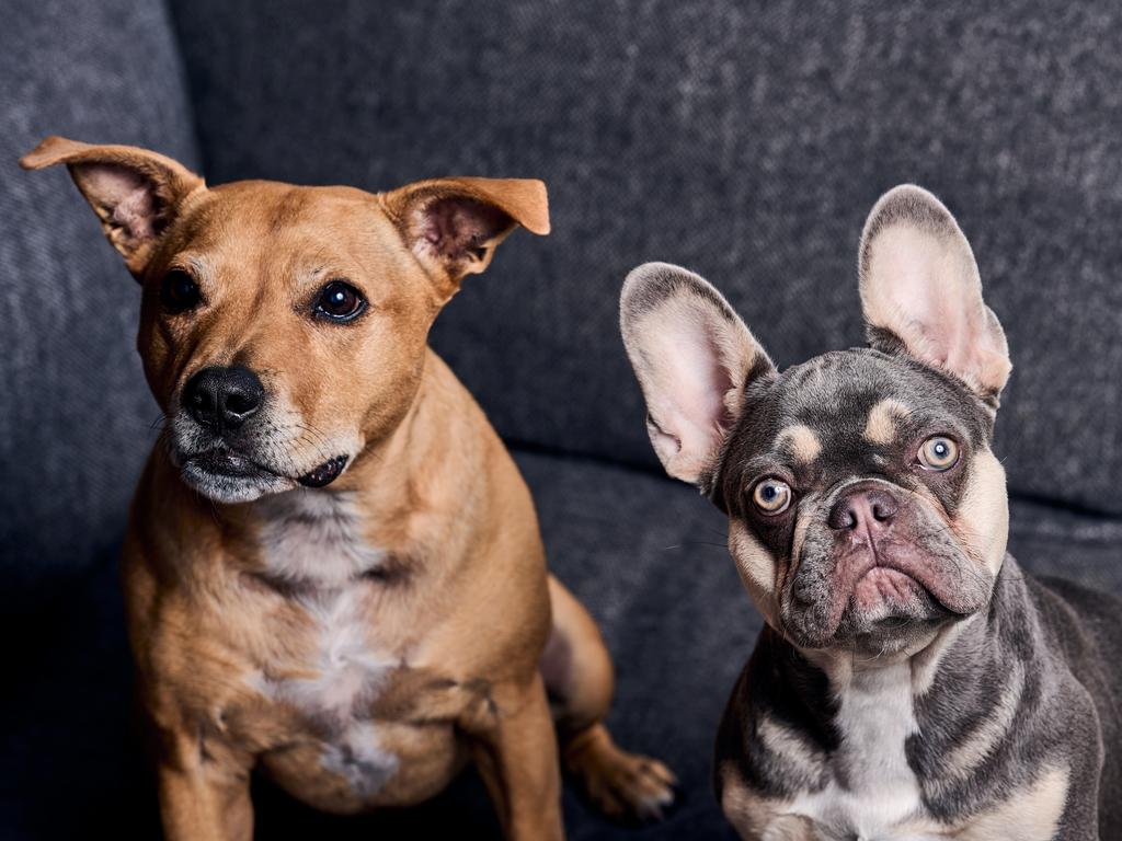 His two dogs Bunny and Panda are among his favourite things. Picture: Eugene Hyland.