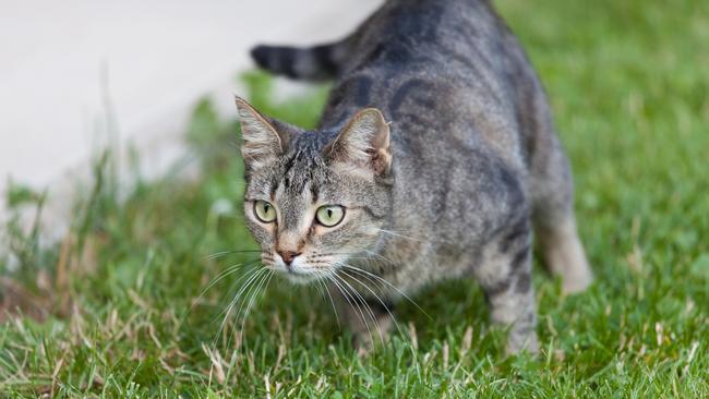 A suggestion to keep cats confined in a garage or shed has worried some Knox cat lovers.