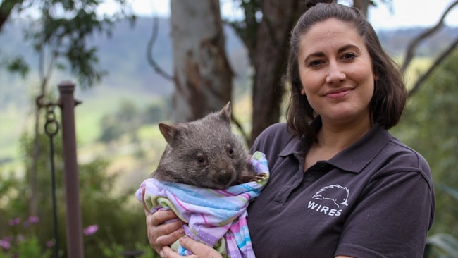 Wildlife Information, Rescue and Education Service (WIRES) Campaigns Manager Kristie Newton says the new treatment gives hope of abolishing mange in wombat populations.