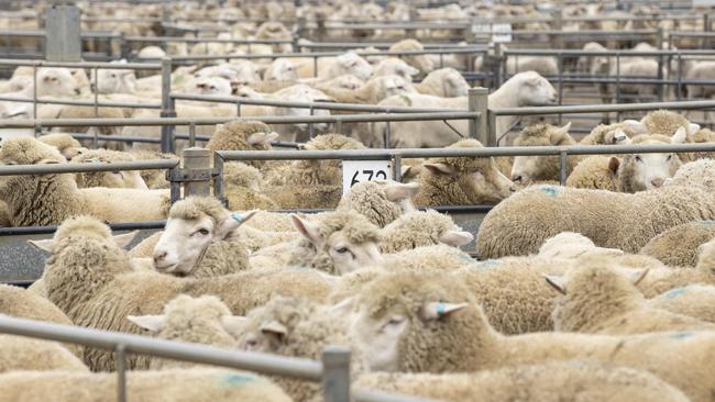 High lamb prices could have seen some ewe lambs destined originally for breeding to be sold for meat.