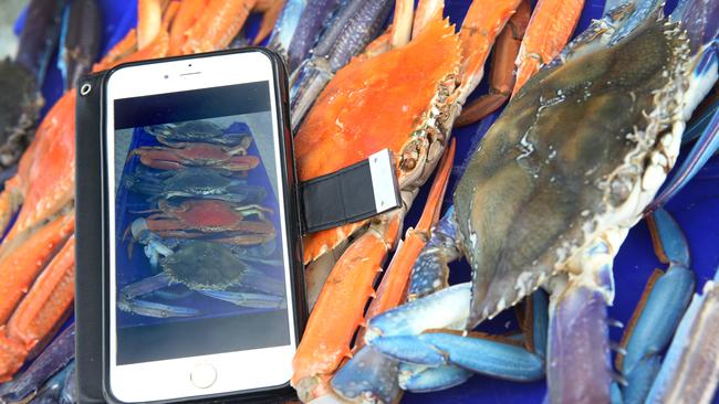 The Fair Fish app in action. Picture:AAP/Dean Martin