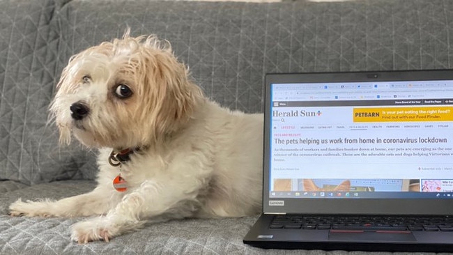 Little Frankie has an eye on the latest news. Picture: Ian Royall