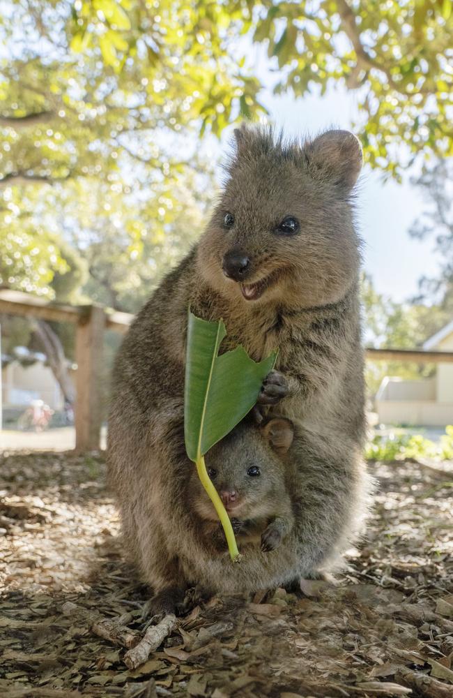 A mother and baby quokka captured by Suzana Paravac. Picture: Suzana Paravac/@CruzySuzy/Instagram