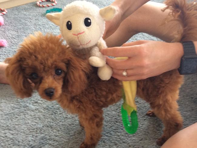 INDIANA: Which one is the toy? The six-month-old teacup poodle can’t figure out where her playmate went.