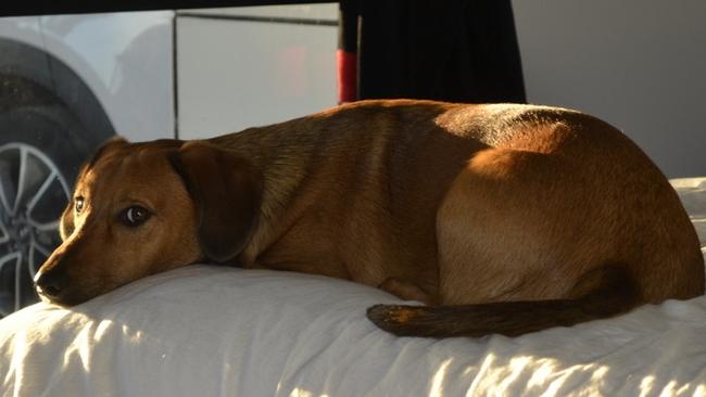 Blitzen, a dachshund x kelpie, sent in by Evangeline Purdie, Woodville West.