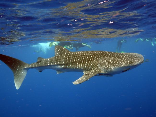 WHALE SHARKS, NINGALOO REEF, WESTERN AUSTRALIA: Not only is it the world’s largest fish — reaching up to 18m — the whale shark is also one of the rarest. Ningaloo is one of only a few places in the world where you can get close, with guaranteed daily swims between March and August. And the incredible ocean encounters continue as humpback whales visit between August and late October. After humpback whale swims were offered for the first time last year at Ningaloo, this year they’re back by popular demand. 
exmouthdiving.com.au Picture: 
Australian Wildlife Collection