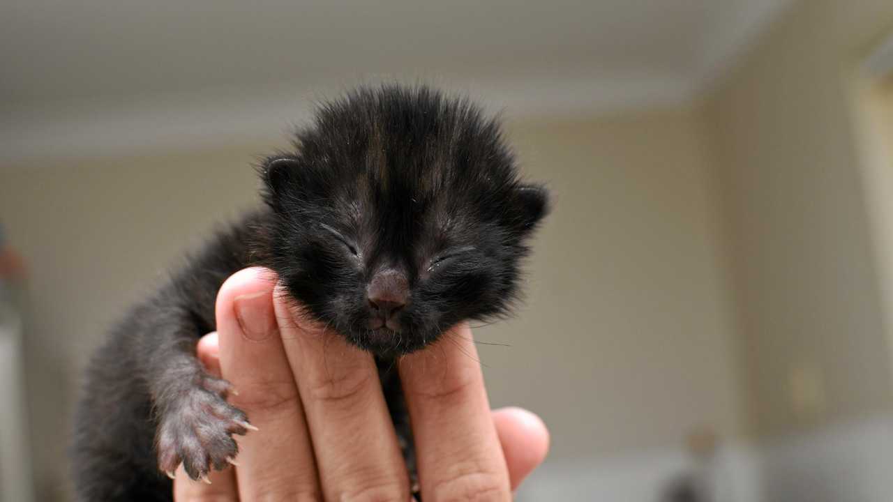 Macca the kitten is in good hands, after he was found inside a McDonald bag in a toilet block at Gatton. Picture: ALI KUCHEL