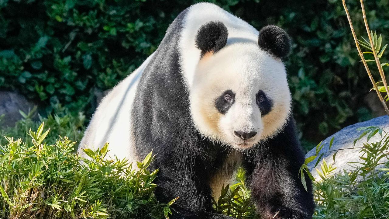 Wang Wang the panda is seen during China's Premier Li Qiang's visit to the Adelaide Zoo. (Photo by Asanka Ratnayake / POOL / AFP)