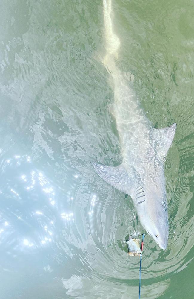 A bull shark caught in the Maroochy River on the Sunshine Coast as part of a research project undertaken by the University of the Sunshine Coast.