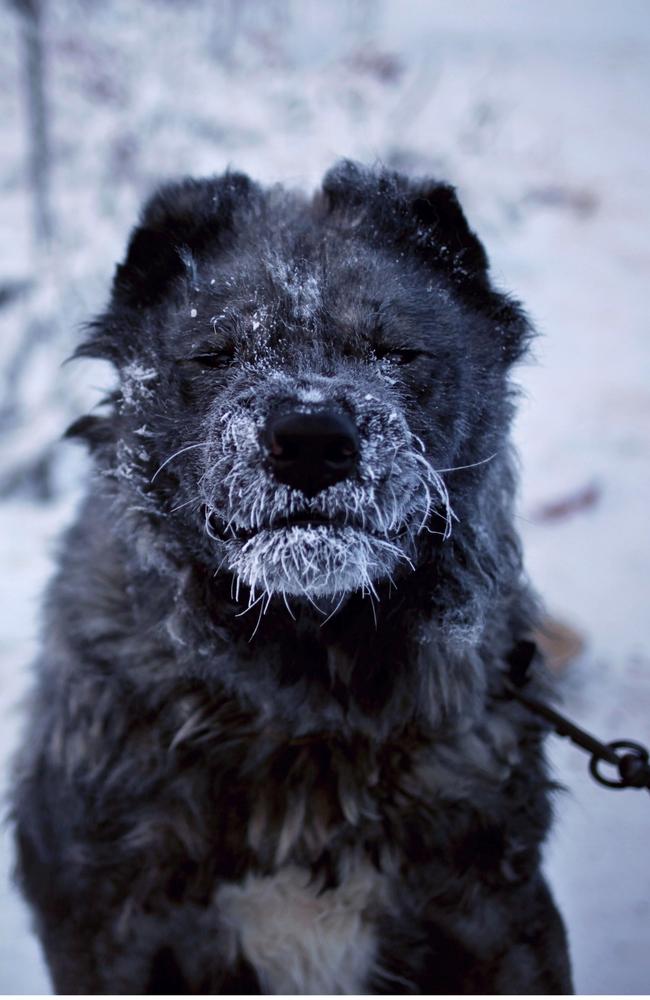 A guard dog in the suburbs of Yakutsk.