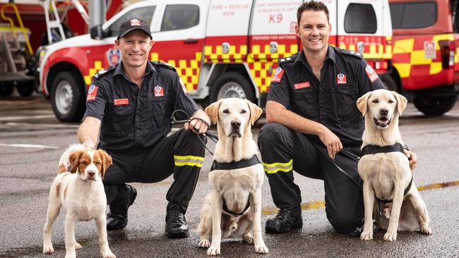 Fire and Rescue NSW’s Tim Garrett and Craig Gordon with (left to right) 13-week-old Siren and ‘senior sniffers’ Gandalf and Xenon. Picture: Julian Andrews
