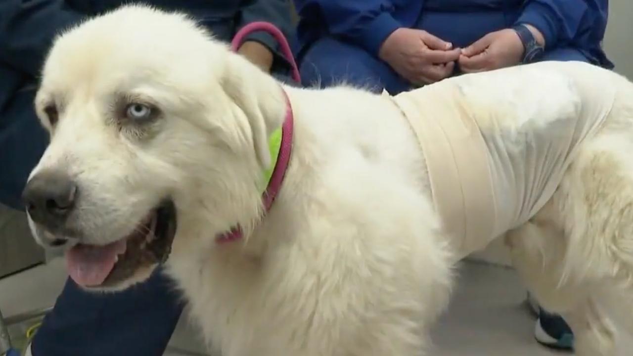 Casper is recovering from injuries after fighting off a pack of wild dogs. Picture: Fox 5