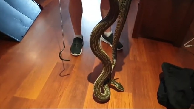 Python found under TV unit in Cleveland. Picture: Redland's Snake Catcher