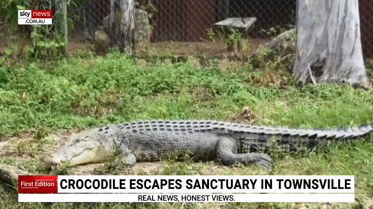 Crocodile named ‘Dynamo’ escapes sanctuary in Townsville