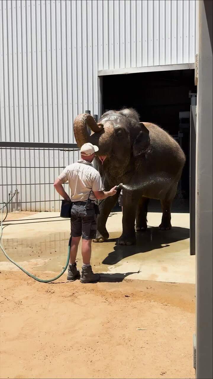 She’s here! Elephant enclosure opens to public