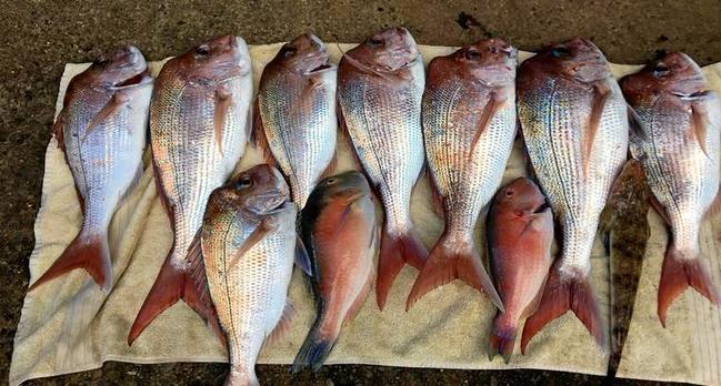 Palmwoods farmer Keith Paxton has come back from a day fishing off Mooloolaba with a haul of snapper and story about the one taken from the back of his boat by a leaping four metre great white shark. Picture: Bill Hoffman