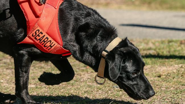 Fire ant detector dog sniffs out fire ants. Picture: Glenn Campbell/NCA NewsWire