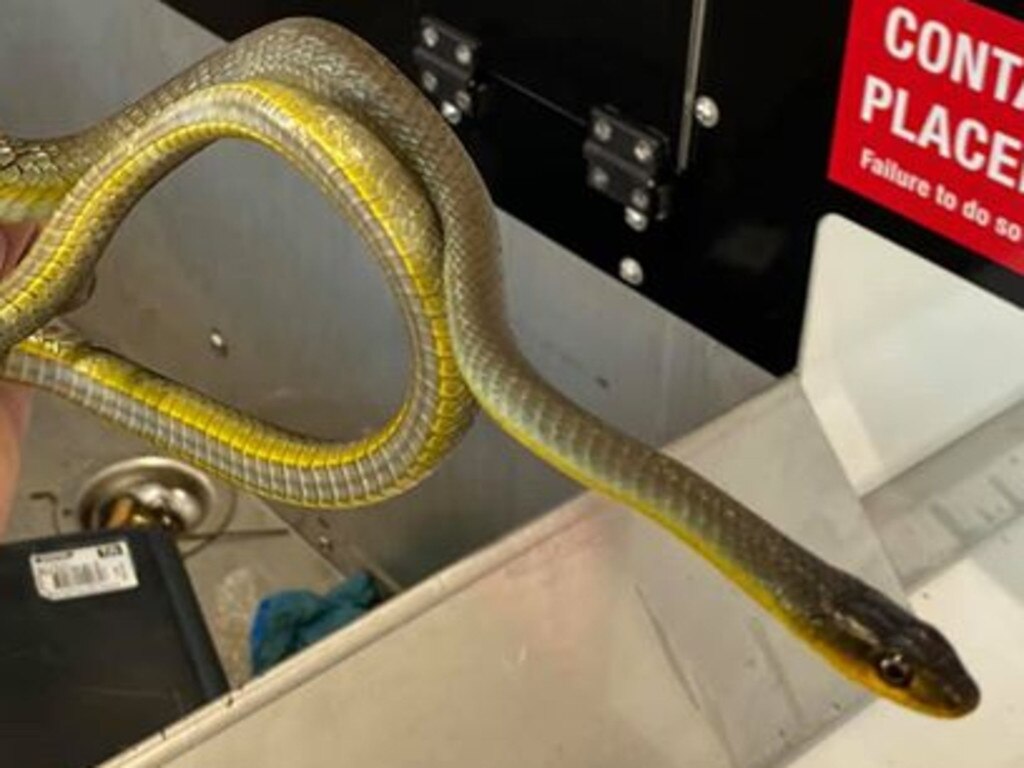 SOCIAL MEDIA IMAGE DISCUSS USE WITH YOUR EDITOR - A snake catcher was called to remove a common tree snake found curled up in a soda can at the Logan Containers for Change centre.