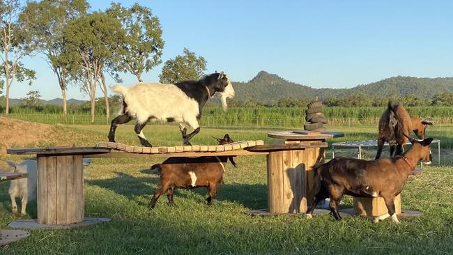 Dee and Rob Matthews Mackay Goats. Picture: Supplied.