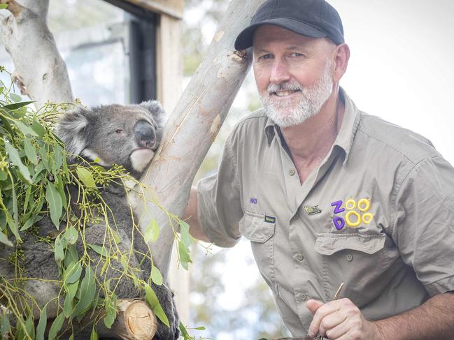 ZooDoo General Manager of Zoo Operations Nick Atchison with Koala Monty. Picture: Chris Kidd