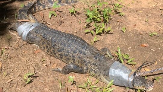 A three metre crocodile has been pulled from the waters of Berry Springs. Picture: NT Parks and Wildlife.