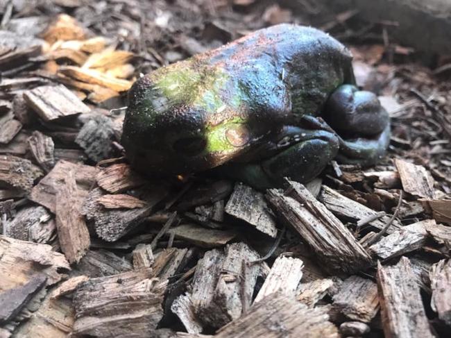 Dead frogs that have been found on a property in Ashby, NSW. Photo: Barbara Winters