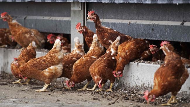 Close watch: Vigilance is urged for avian influenza. Picture: AFP