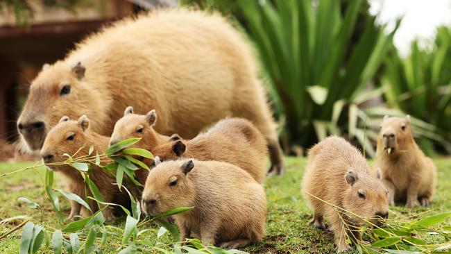 The baby capybaras chow down on some leaves. Picture: Tim Hunter