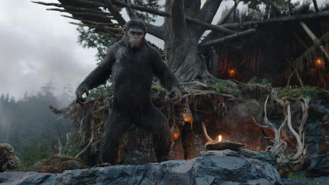 Leader of the pack ... Caesar (Andy Serkis) in Dawn Of the Planet of the Apes.