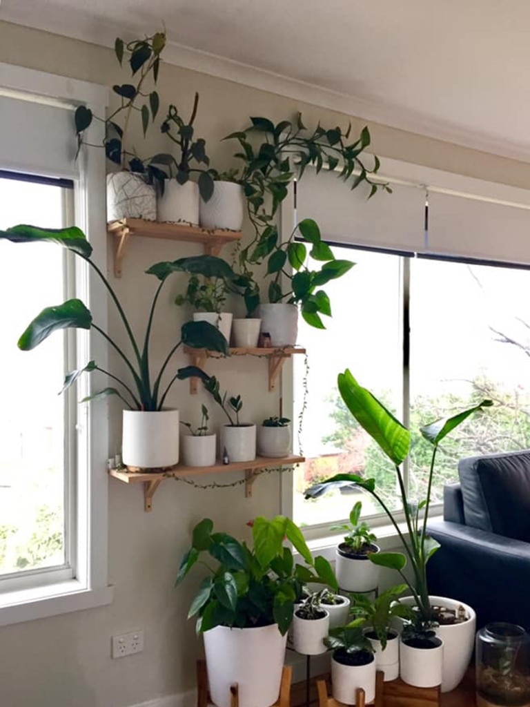 Crazy Indoor Plant People of Tasmania | The Mercury