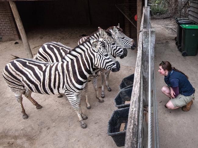 Georgie Greig with zebras Chozi, Zuri and Kwasi. Picture: Jason Edwards