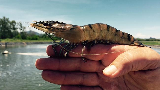 Seafarms Group will be farming these types of black tiger prawns for its Project Sea Dragon.