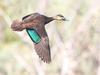 Feathers fly within Labor over the future of duck hunting