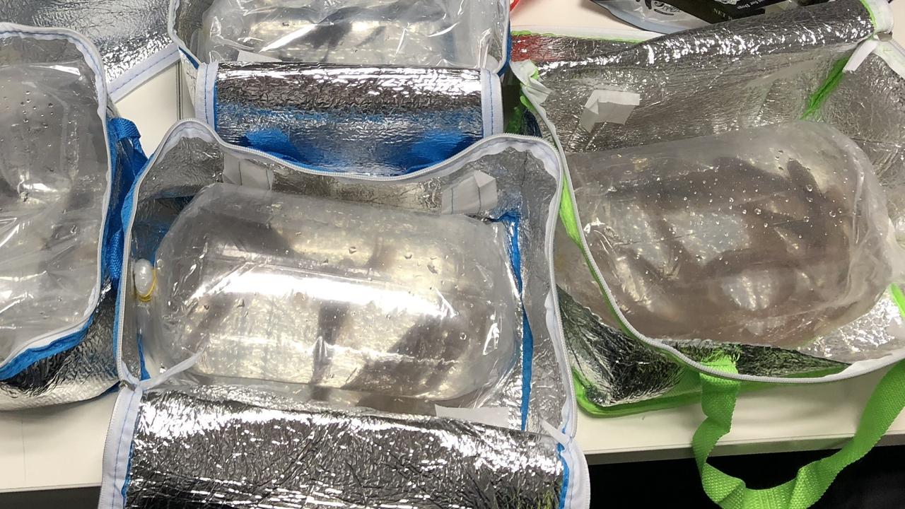 The fish were found to be in Mr Chi and Ms Chau’s checked baggage. Picture: Supplied