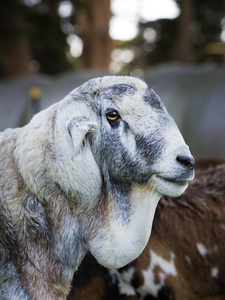 A blue ram. Picture: Zoe Phillips