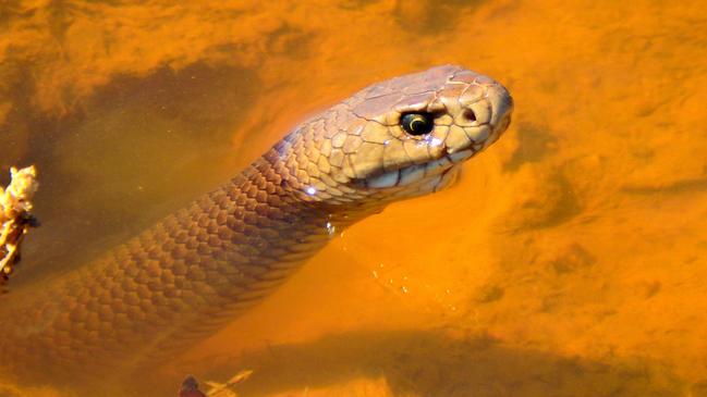 Five snakes were spotted in an hour by Tara Wilde who lives in Murray Bridge, SA, at a wetland reserve near her home. Pictures: Tara Wilde