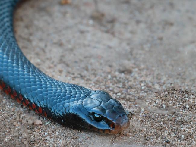 One of the snakes caught by Cory Kerewaro. Picture: Angelo Velardo.