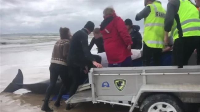 More than 375 animals dead as rescuers try to save beached whales