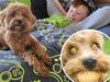 Second chance at life for blind dog abandoned by breeder
