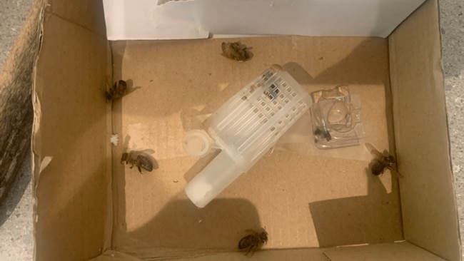 Quinn opened the parcel to find the bees dead on arrival. Picture: Yahoo News