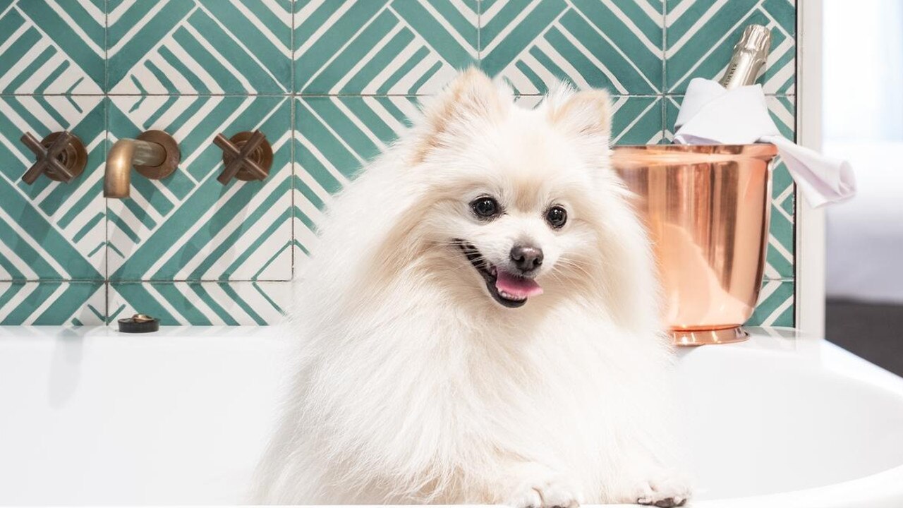 Pampered pooches and their owners are looking for quality places to stay in Noosa.