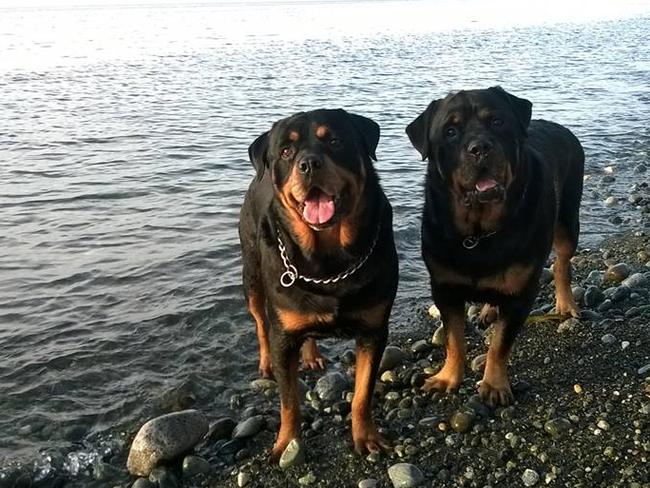 Brutus the rottweiler 'cries' for dead twin brother Hank  —  Australia's leading news site