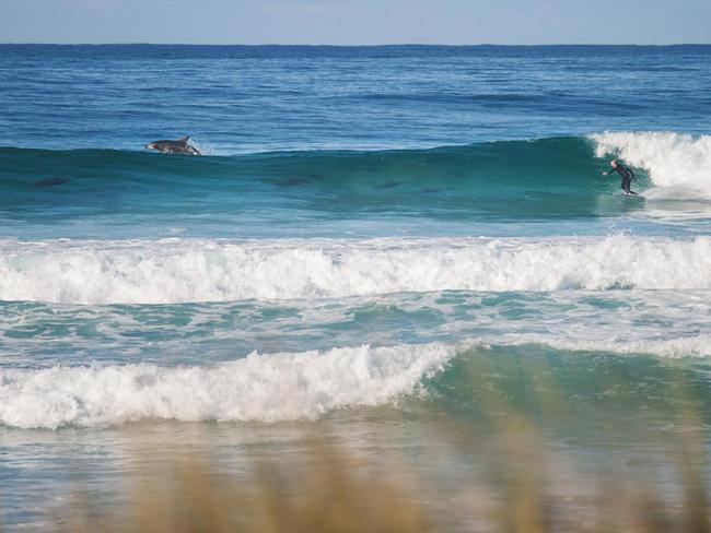 That’s more like it ... Craig Brokensha surfing with a pod of dolphins. Picture: Tristan Fitzherbert-Smith.
