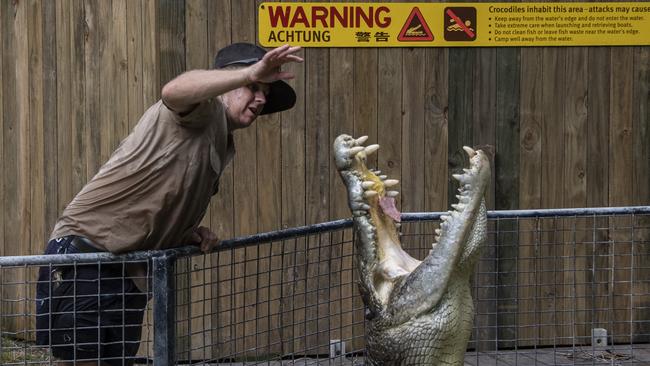 Senior Reptile Keeper at Hartleys Crocodile Adventures, Bill Collette feeds Hagred the crocodile. Picture: Brian Cassey.