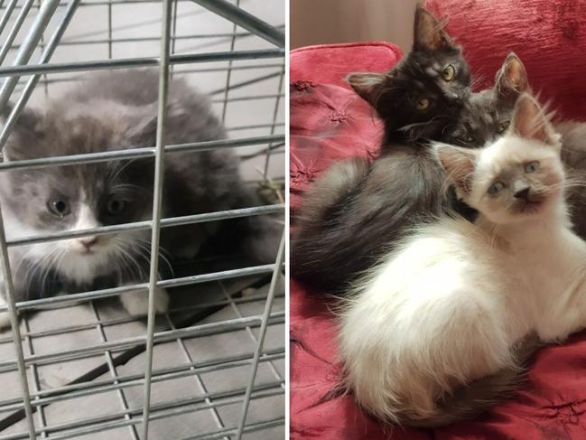 Dumped in plastic bags, rivers, paddocks, drains: Help for ‘endless stream of kittens’