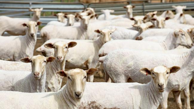 A new biological method of shearing sheep could offer an alternative to finding shearers with work now being done at the University of Adelaide.