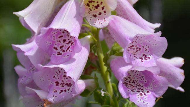 Foxgloves have gone from cute cottage plant to a devastating and unwelcome new weed. Photo Sue Tapping